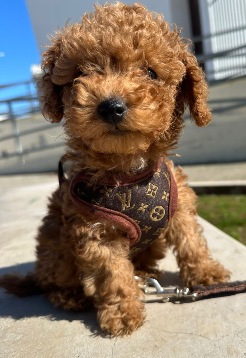 Hundesele Sæt med Komfortabel Design 5