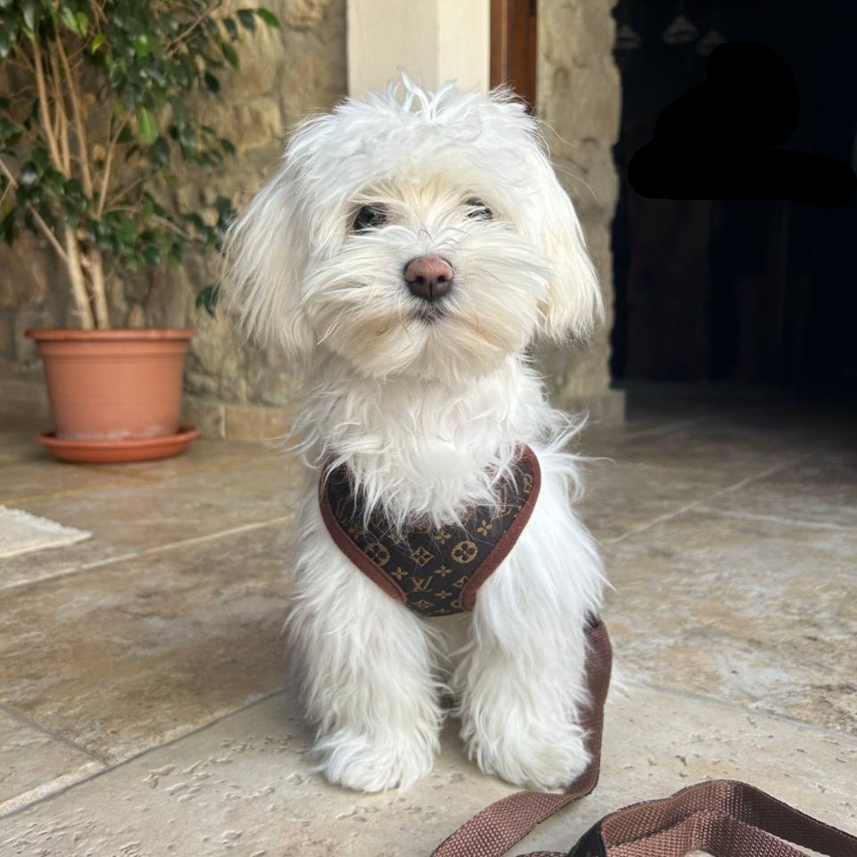 Hundesele Sæt med Komfortabel Design 1