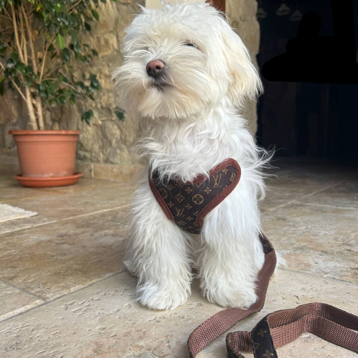 Hundesele Sæt med Komfortabel Design 3