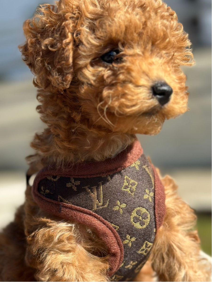 Hundesele Sæt med Komfortabel Design 4